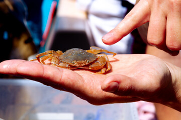 A biologist is explaining to kids on a cruise about life of a crab in his hand ostsee germany