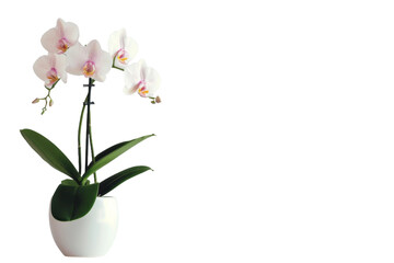 Obraz na płótnie Canvas Orchid Plants On Transparent Background.