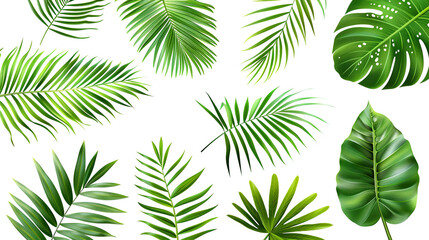 Set leaf palm, collection of green leaves pattern isolated on white background
