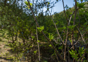 Acanthopanax buds, spring, seasonal scenery