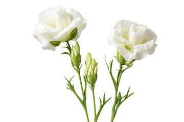 Graceful White Blooms Dancing on Fresh Green Stems. On a White or Clear Surface PNG Transparent Background.