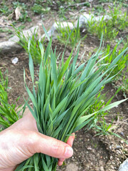 Obraz premium Barley sprouts, barley field, spring sprout harvest, hand, close-up