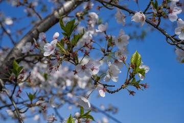 
Cherry blossoms in full bloom, blue sky, close-up