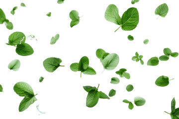 Dancing Leaves: A Whimsical Ballet in the Air. On a White or Clear Surface PNG Transparent Background.
