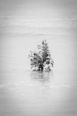 minimalist photo of a young mangrove tree in see water