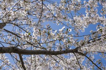 
Cherry blossoms in full bloom, blue sky, close-up