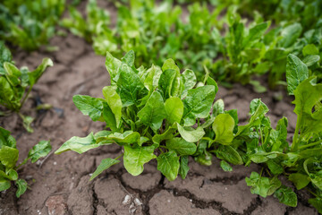 
Drought, organic farm, spinach, close-up
