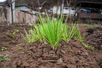 Farm, soil, green onions, cultivation, close-up