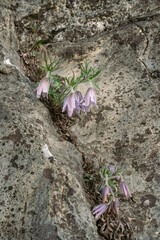 Pasqueflower blooming on a rock, close-up, Korea, Donggang