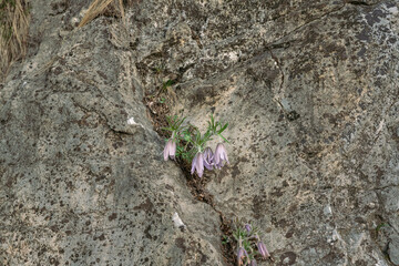 Pasqueflower blooming on a rock, close-up, Korea, Donggang