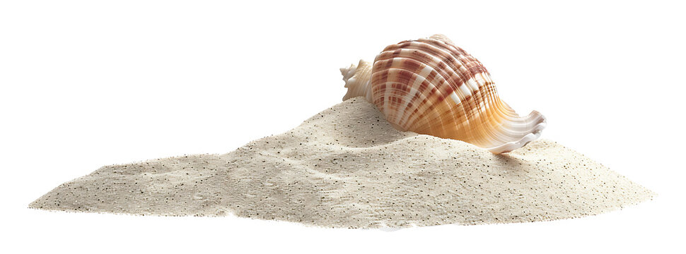 Sea shell in sand pile isolated on white, side view