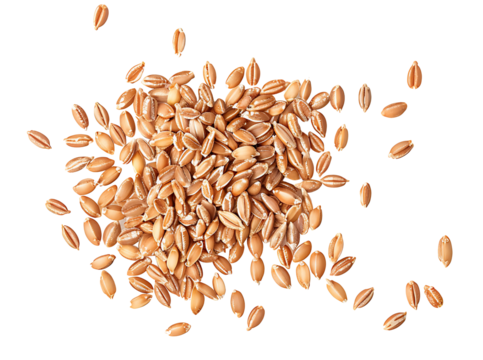 Organic peeled spelt grains isolated on white, top view