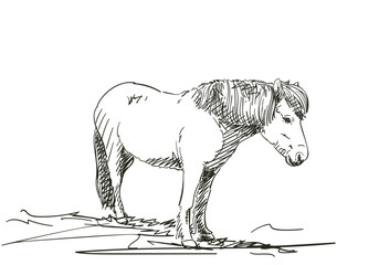 Drawing of a standing horse, Full length portrait vector illustration