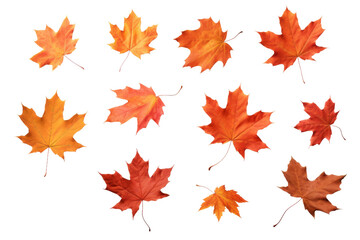 Dancing Autumn Flames. On a White or Clear Surface PNG Transparent Background.