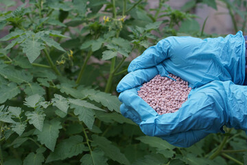Close up farmer hands wear blue gloves, holds chemical fertilizer in vegetable garden. Concept,...