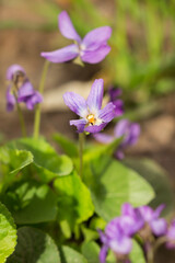 Viola odorata, of the family Violaceae. Samara region, Central Russia.