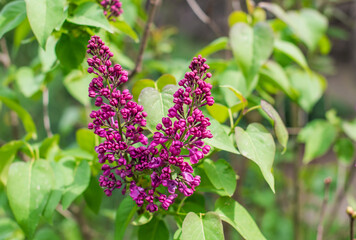 Close up image of lilac in garden, gardening and plants concept