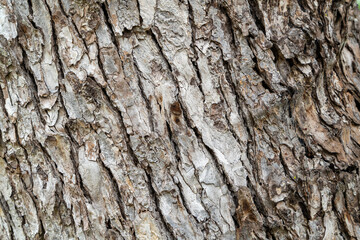 古い木の樹皮