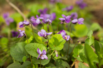 Viola odorata, of the family Violaceae. Samara region, Central Russia.