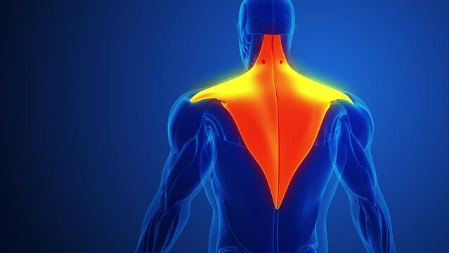 Trapezius Muscle Pain with blue background