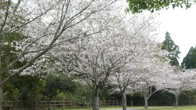 光って見える公園の桜波木