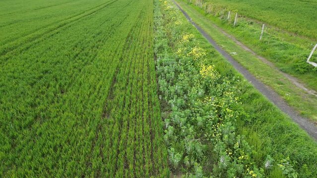 Arable Field Margin at the edge of a field of crops by a footpath allowing wild flowers to grow and provide for wildlife. April, Kent, UK	