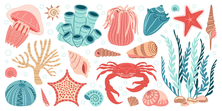 Hand drawn sea life elements set. Aquatic animals, anemones, crab, algae, shells, starfish, coral reef plants. Trendy flat doodle set underwater ecosystem for your design. Vector illustration