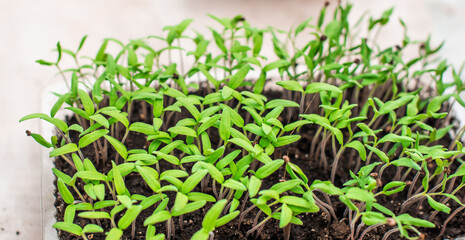 Close up image of sprouts in a greenhouse, gardening and plants concept