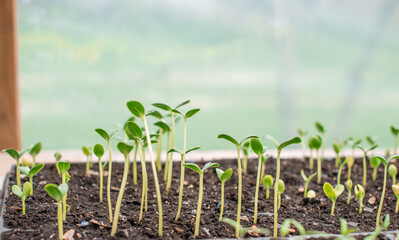 Close up image of sprouts in a greenhouse, gardening and plants concept