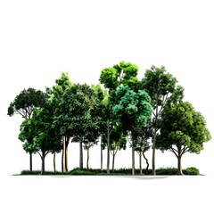 many green trees isolated on white background,Beautiful tree isolated on white background