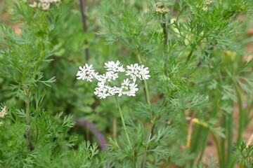 Cilantro or coriander flowers. Coriander flowers in the vegetable garden. Its seed is a famous...