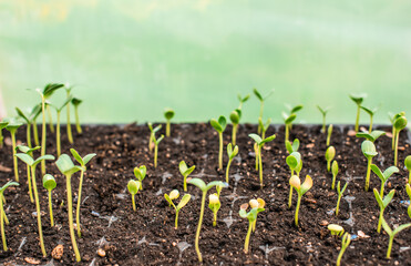 Close up image of sprouts in a greenhouse, gardening and plants concept
