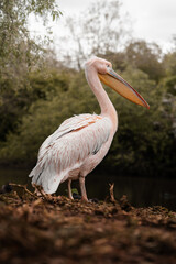 Pink-backed Pelican standing next to water, large sea bird, wildlife photography