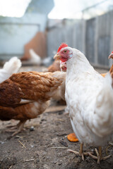 chickens walk in a pen in the village