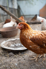 chickens walk in a pen in the village