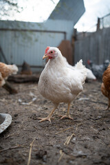 chickens walk in a pen in the village