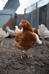 chickens walk in a pen in the village