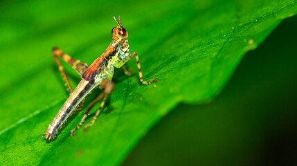 Grasshopper, Tropical Rainforest, Corcovado National Park, Osa Conservation Area, Osa Peninsula,...