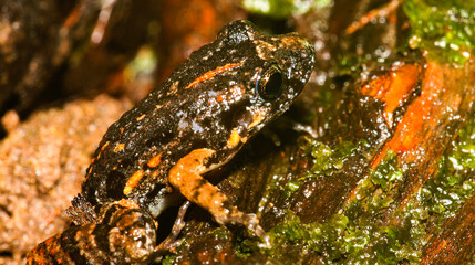 Tropical Frog, Tropical Rainforest, Napo River Basin, Amazonia, Ecuador, America
