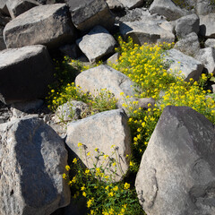 gelbe Blüten zwischen den Steinen 