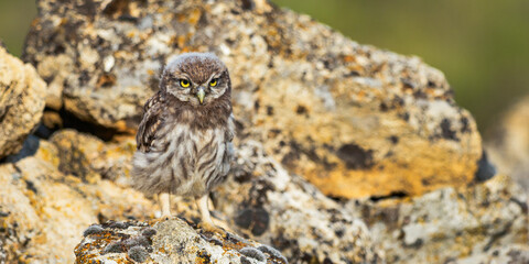 Little Owl, Athene noctua, Mediterranean Forest, Castilla y Leon, Spain, Europe