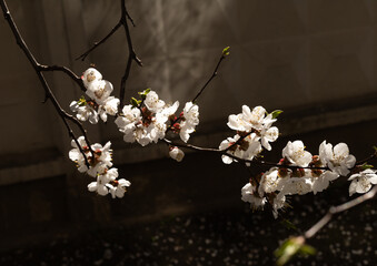 Apricot tree flowers on a branch