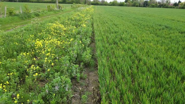 Arable Field Margin at the edge of a field of crops by a footpath allowing wild flowers to grow and provide for wildlife. April, Kent, UK	