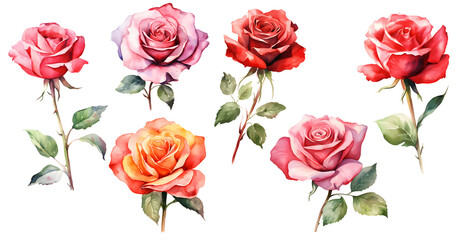 Watercolor rose flowers set for your graphic design, isolated and big format