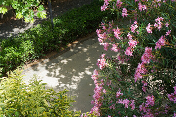 公園の散歩道の横にはえたピンク色の花を咲かせる植物