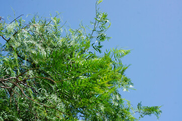 青空に向かって元気よく成長する葉