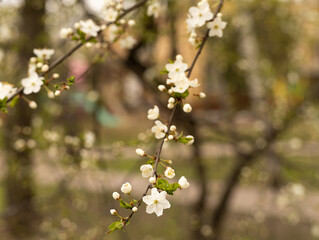 flowering tree, a branch of a tree with white flowers