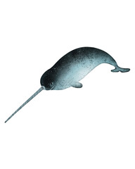 Hand-drawn watercolor narwhal illustration isolated. Narwhale. Underwater ocean creature. Sea animal. Marine mammal. Marine animals collection
