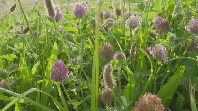 Blooming clovers or trefoil flowers. Camera moving along flower carpet.