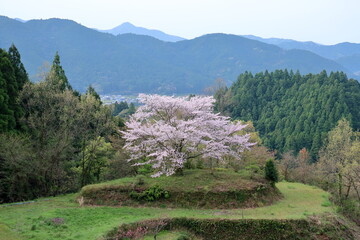 有瀬の盆栽桜　（高知県　香美市）